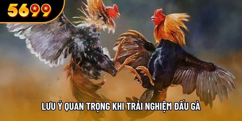 Lưu ý quan trọng khi trải nghiệm đấu gà